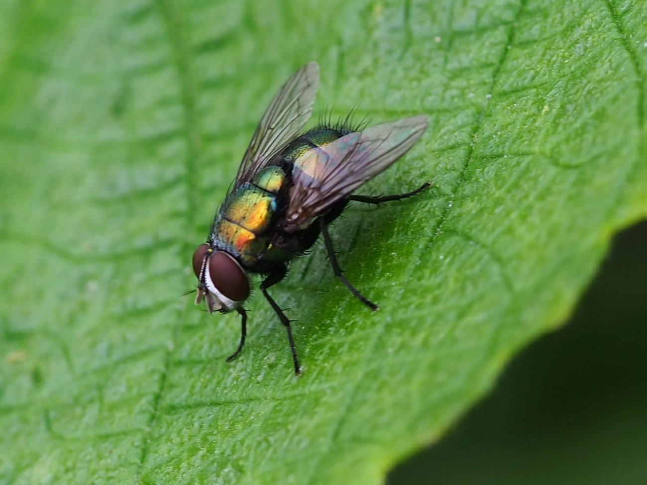 む みんママ Wabi59 銀バエさんきれいねー 今までハエを追っ払ってた 今度は見つめてみよう Twitter