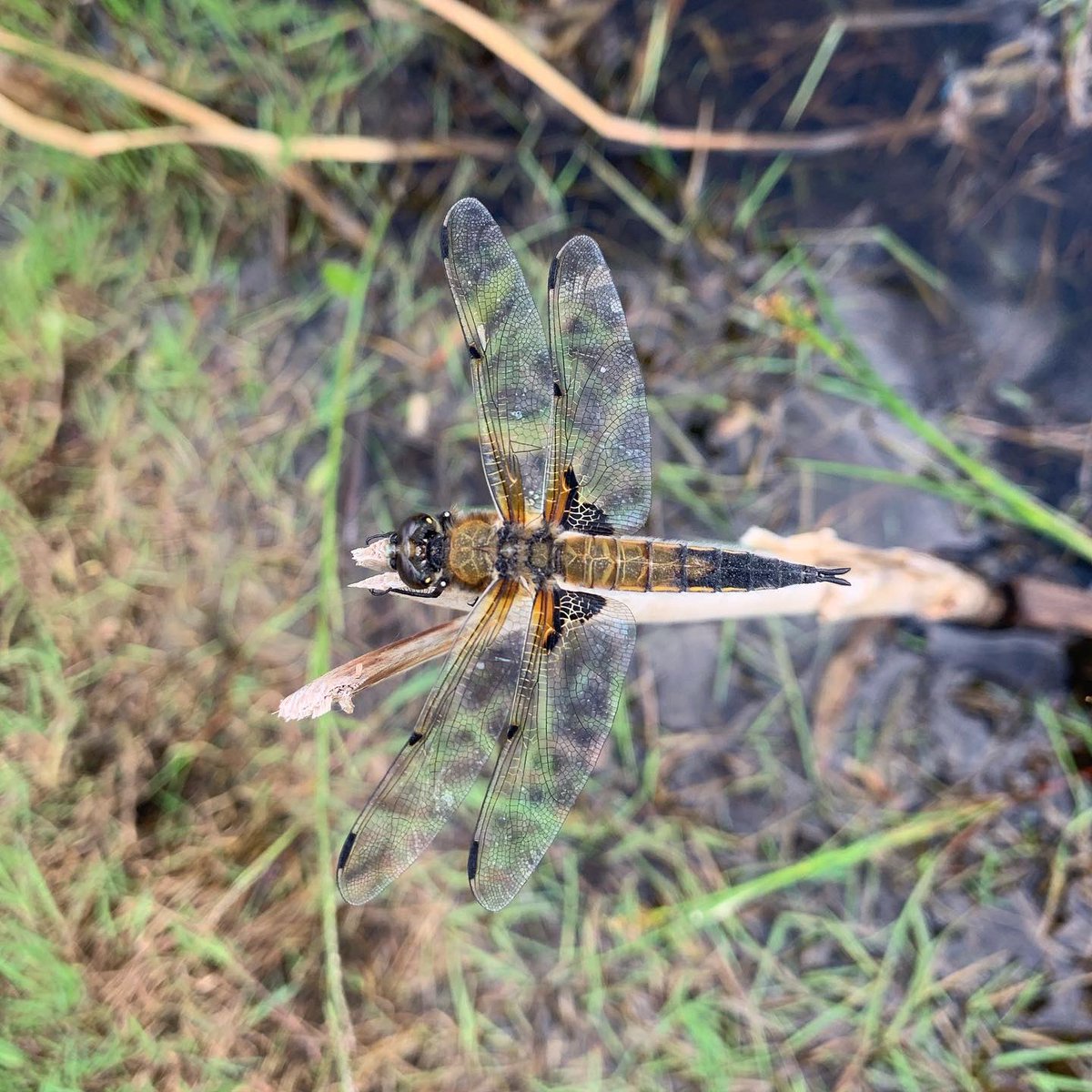 Isabel Commerford (@isabelcommerfo1) on Twitter photo This four-spotted chaser sat very nicely for a photo today at Woodhouse Washlands <a href="/WildSheffield/">Sheffield & Rotherham Wildlife Trust</a> This four-spotted chaser sat very nicely for a photo today at Woodhouse Washlands <a href="/WildSheffield/">Sheffield & Rotherham Wildlife Trust</a>