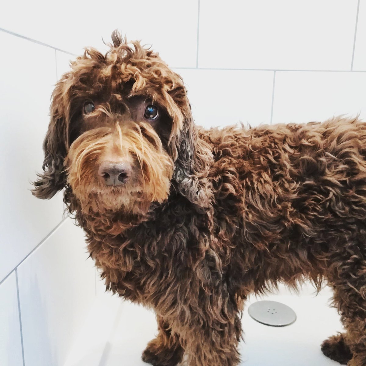 Shower... or bath? Pamper/Spa day for a VIP (very important photoshoot) tomorrow. @ESNEFT @RSPCA_official @PetsAsTherapyUK #puppyfarmsurvivor #petsastherapy #rescuedog #nhs