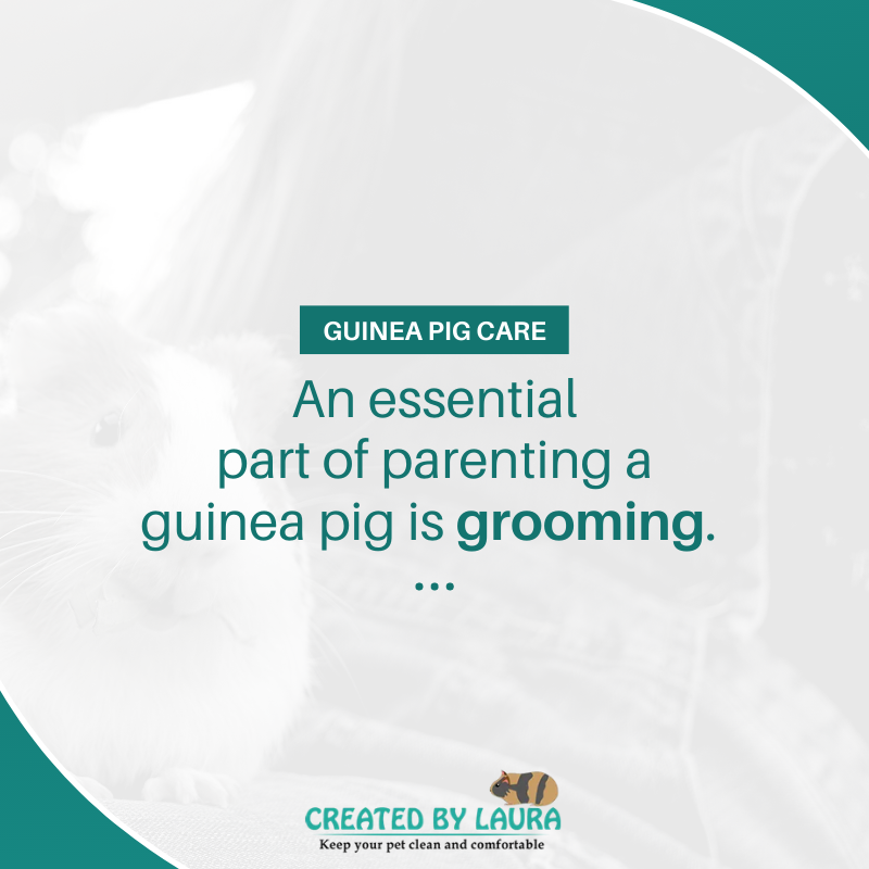 Just like you, your guinea pig will need some hair maintenance every once in a while. 💜

👉 Follow @createdbylaurab for more tips like this!