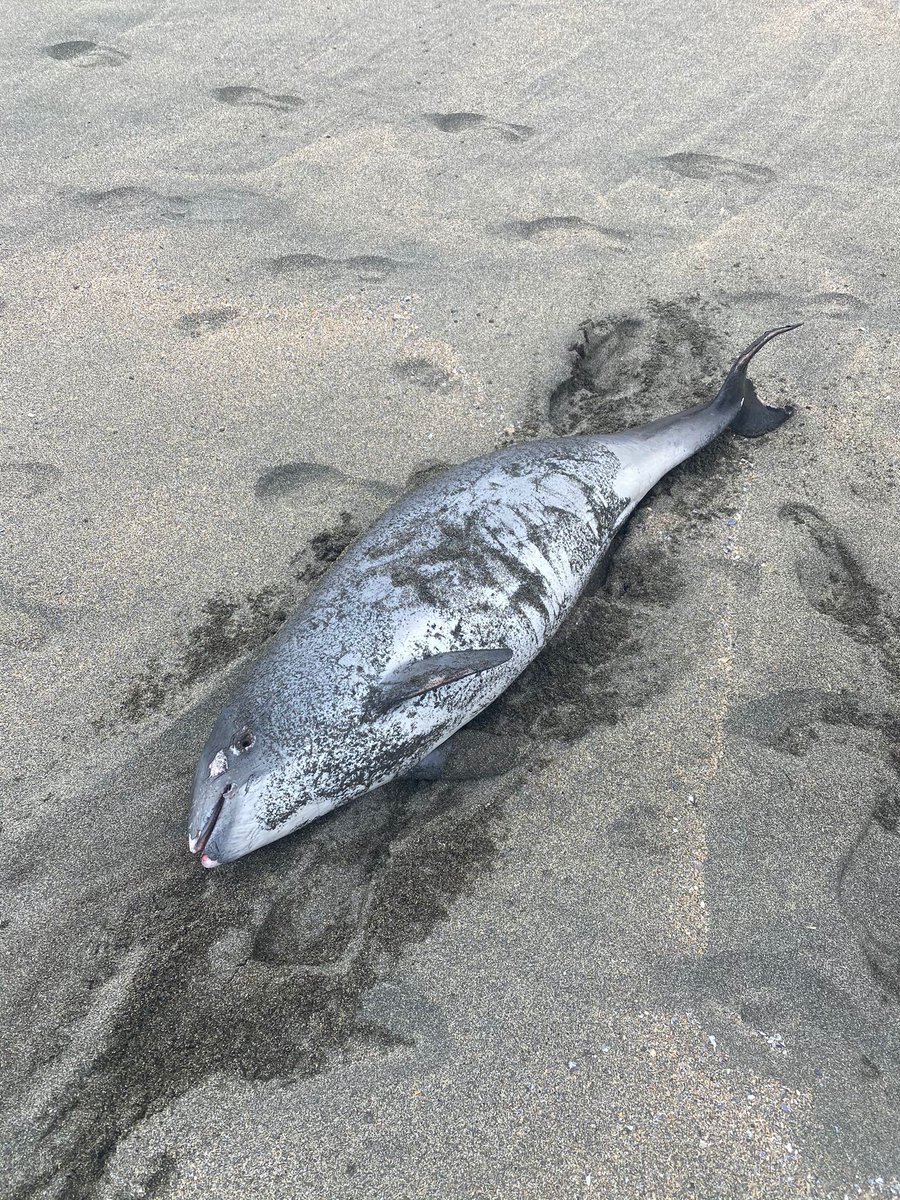 GobAsturias's tweet photo. 🐬 La Red de Varamientos del Principado ha recogido hoy el cadáver de una marsopa subadulta de 1,20 metros y 40 kg en la playa de #frexulfe, concejo de #Navia. 

🐬Los restos se han trasladado al #Serida, donde se  realizará la necropsia para estudiar la causa de la muerte. https://t.co/A38Yt7tw8H