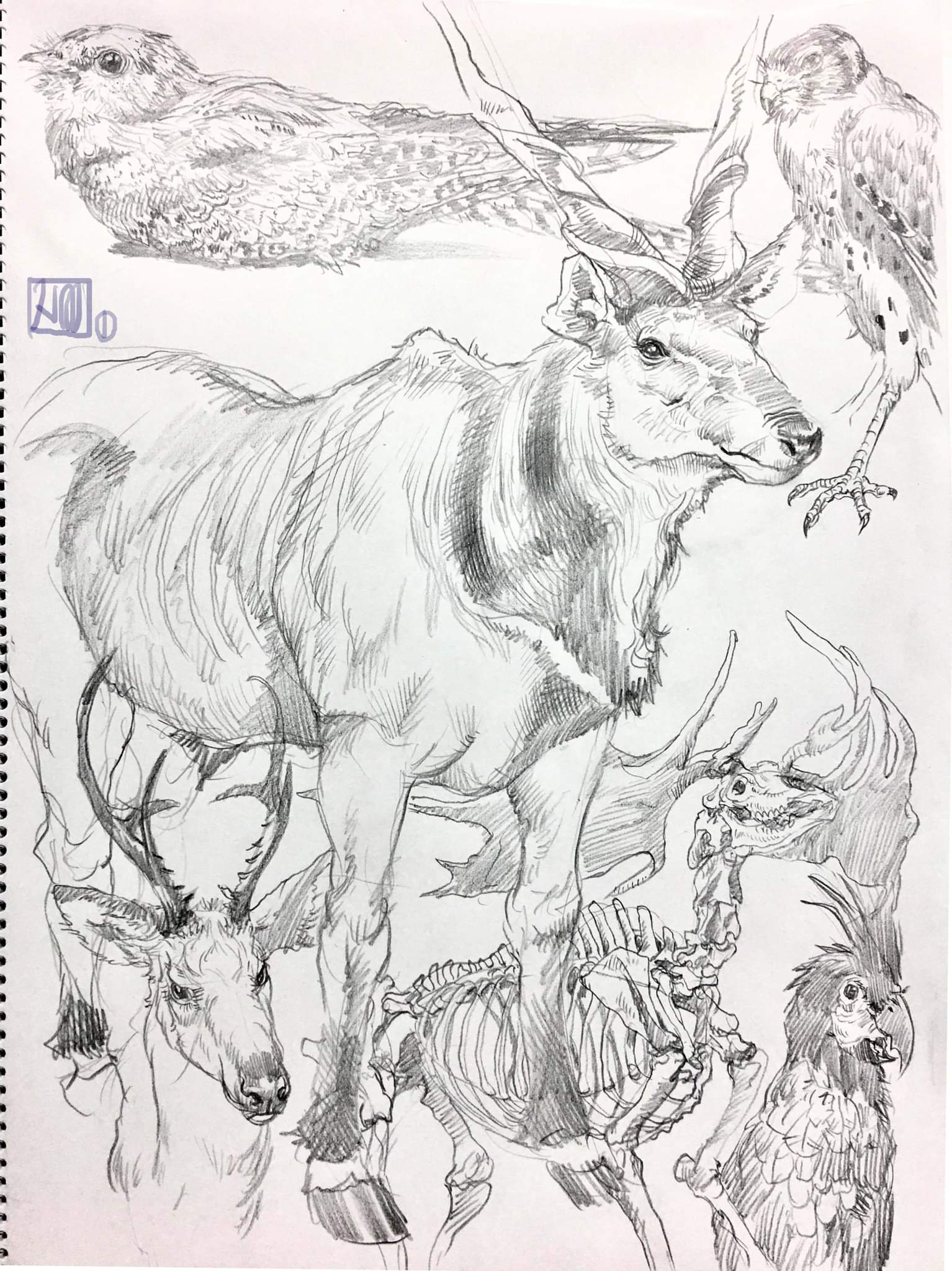 前田ヒロユキ 国立科学博物館 で剥製標本をスケッチしてきました 一人で4時間くらいいた 今回の目的はシカ ここの鹿類の剥製は良い出来で生きてるみたいだ また来よう 動物スケッチ Animaldrawing Drawing Drawingscience T Co Is86q1jcmx