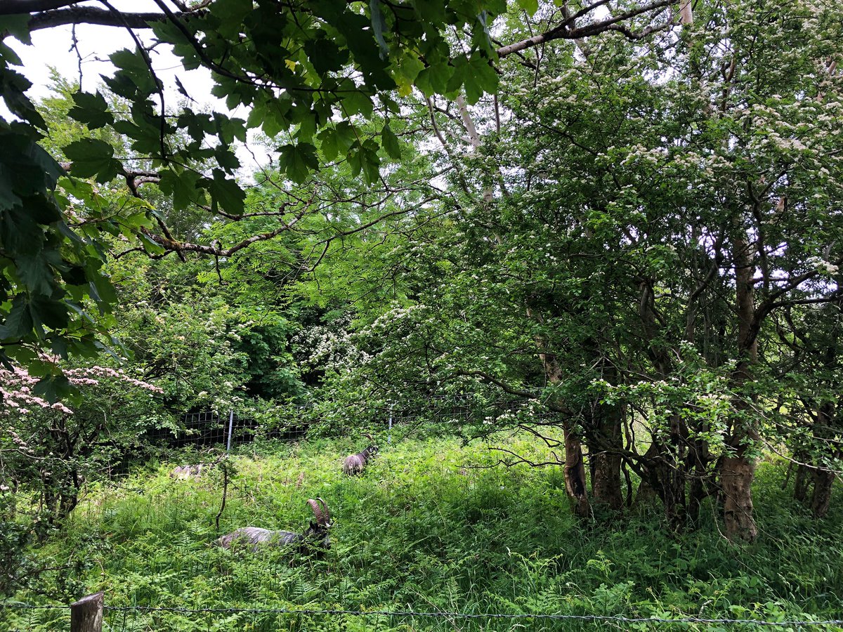 simonesaysgo's tweet image. Visit to Cheddar Gorge in Somerset in SW England. Stunning. 

Know that feeling when you first set your eyes on a place &amp;amp; get all excited? That feeling’s back..woohoo!