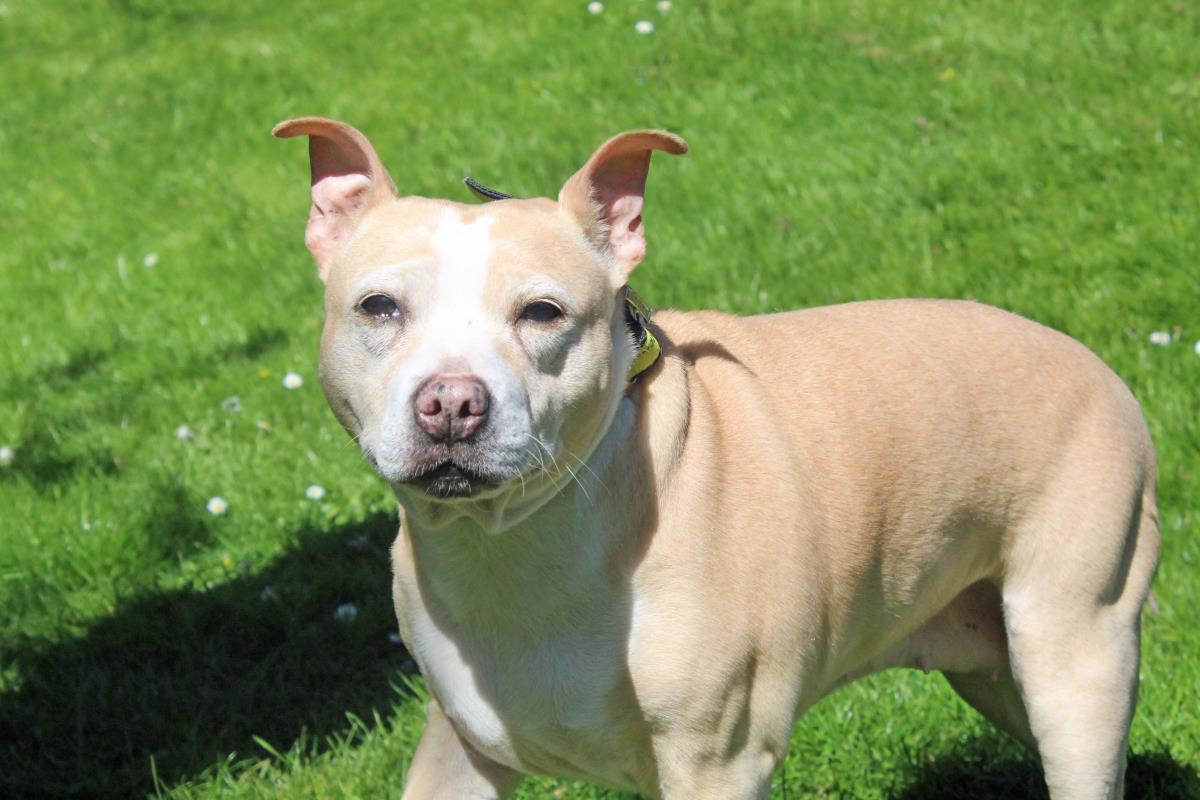 Animal Adoptions UK 🐕‍🦺🐈🐎❤️ tweet media