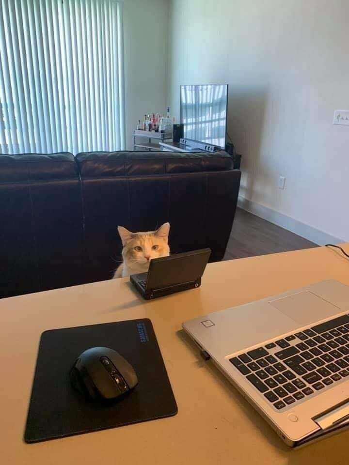 WeAssessCats's tweet photo. https://t.co/vfLBgAEU0V