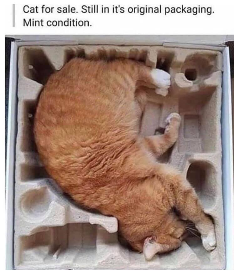 ombudsman_s's tweet image. #sleepysunday #tohot #CatsOfTwitter