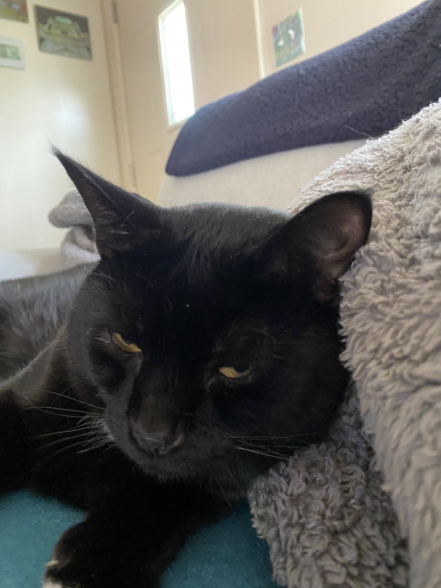CharlieBlackCa1's tweet image. Do I look like I’m drunk 🥴 in this picture? 😹 #CatsOfTwitter #CatLifeIsTheBestLife