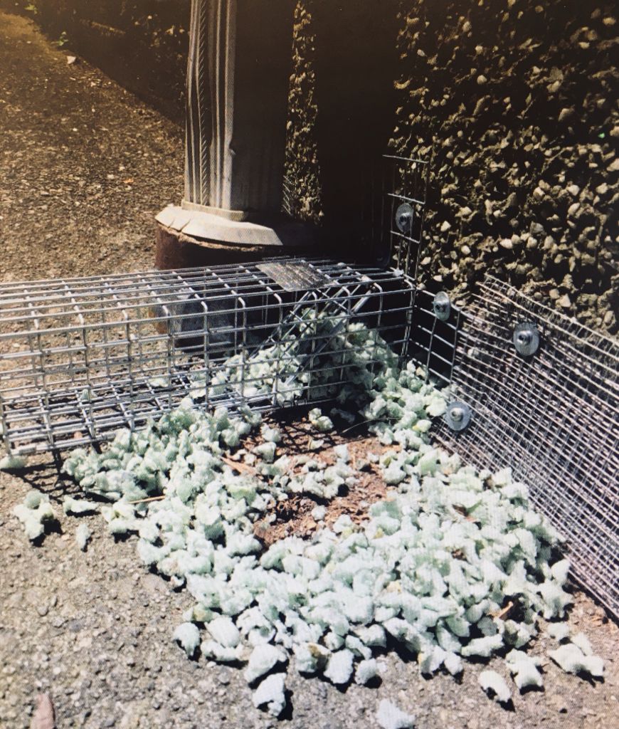 SolutionsHumane's tweet image. &quot;The rat version of throwing their toys out the cot&quot;. 

It&apos;s really this easy... seal up the house, give them a one-way out. Works slick. 
Free quotes!

#humanesolutions #pestcontrol #rats #poisonfreebc #pestproof #conservation