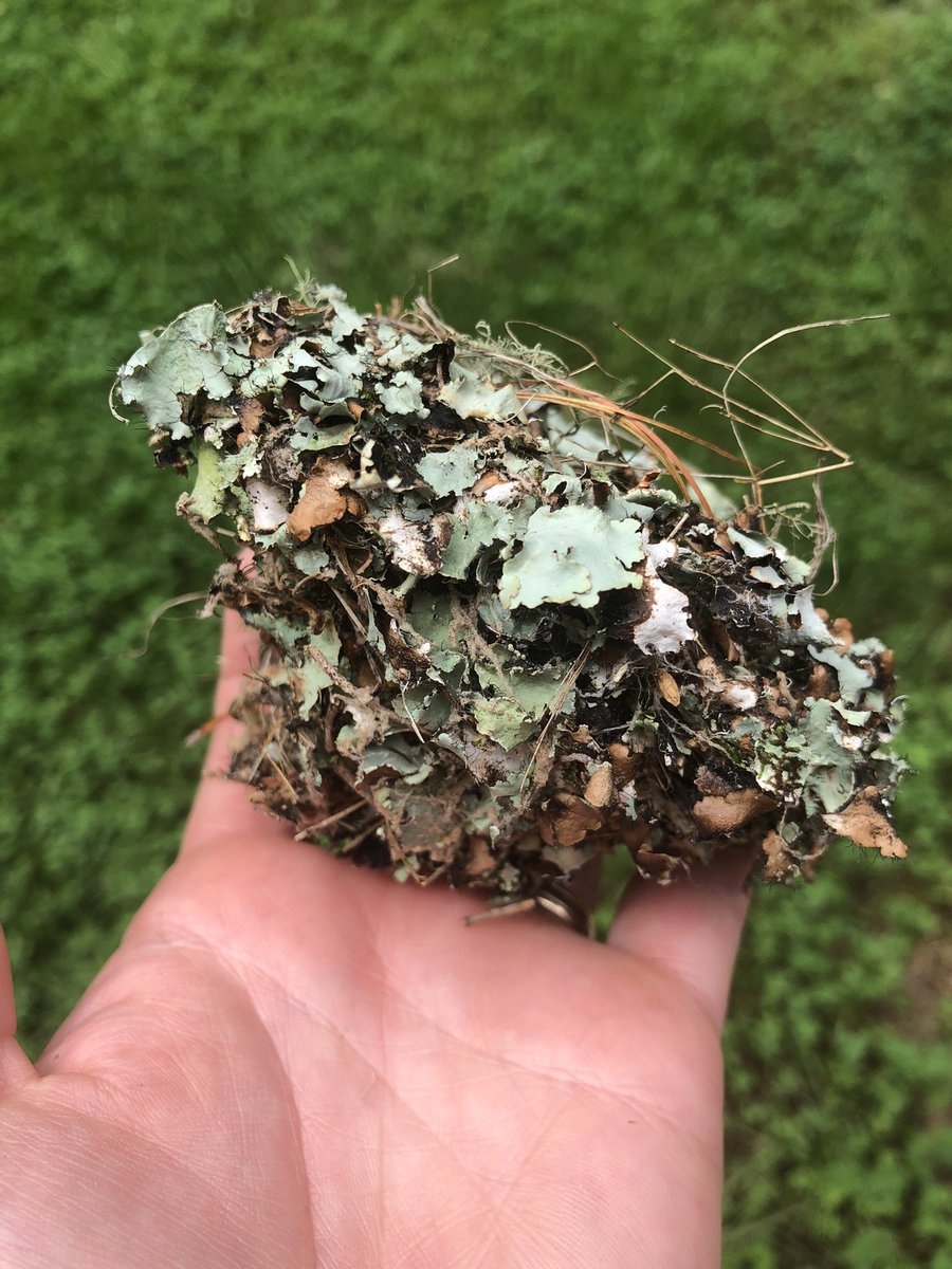 BugswithBekka's tweet photo. Since working on the #VampireMaggots (bird blow fly) project, I have a whole new appreciation for bird nest structure and composition. Isn’t this a beauty! https://t.co/HBq1agftot
