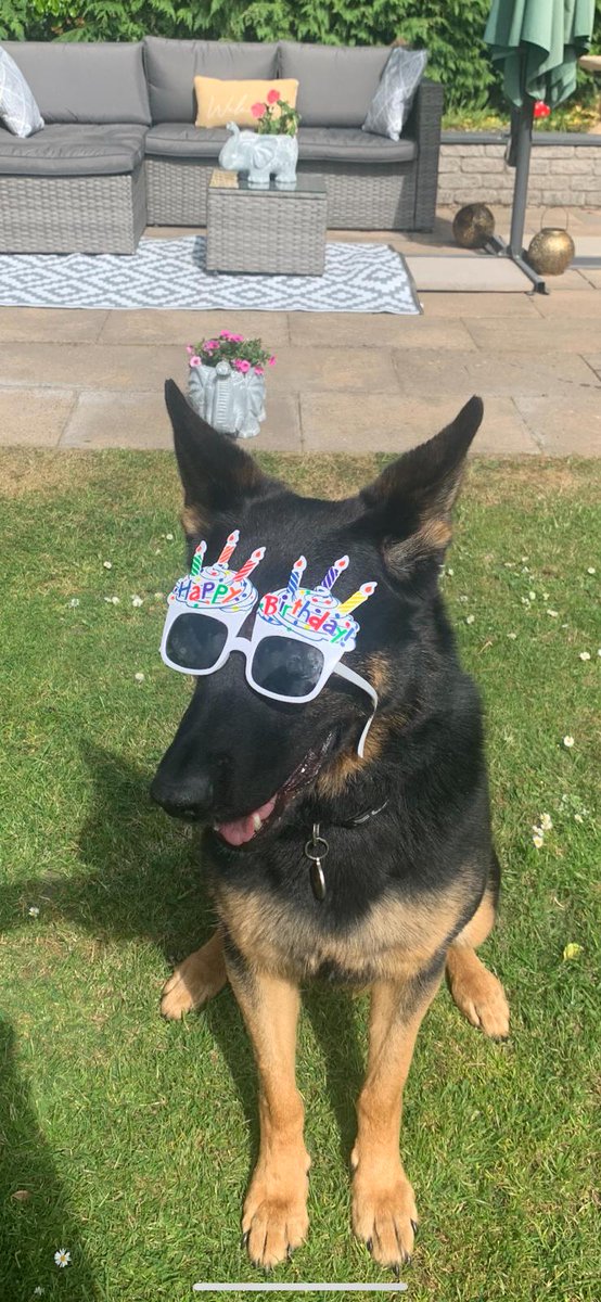 K9Scottish's tweet photo. A massive Happy 4th Birthday to #PDLily from @polscotdogs πππWe hope you have a pawsome day πΎ
#BirthdayGirl
#PoliceDogsOfTwitter https://t.co/6FPZpwPOfo