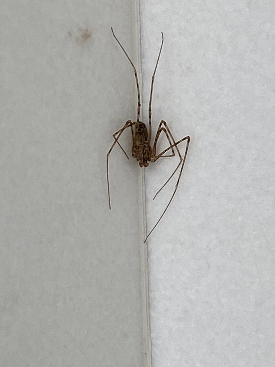 KitziaMitre's tweet photo. @Arachno_Cosas hola! Es de Importancia médica? https://t.co/K8hJNGuTQ0