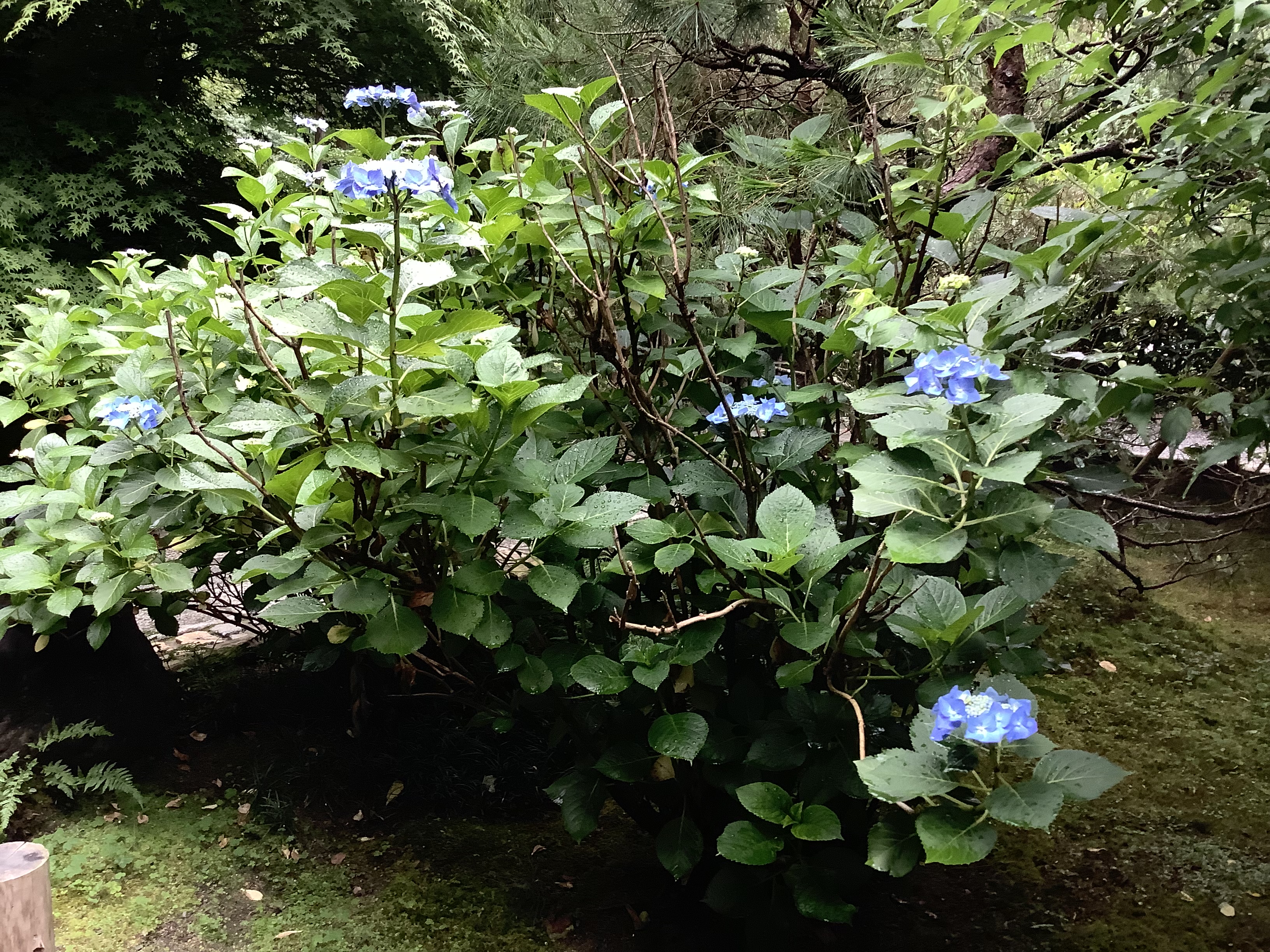 龙安寺的庭院on Twitter 绣球花喜欢下雨 绣球花开始了着色 很美丽 龙安寺 京都 日本 绣球花 夏天https T Co Jhtgvbuyke Twitter