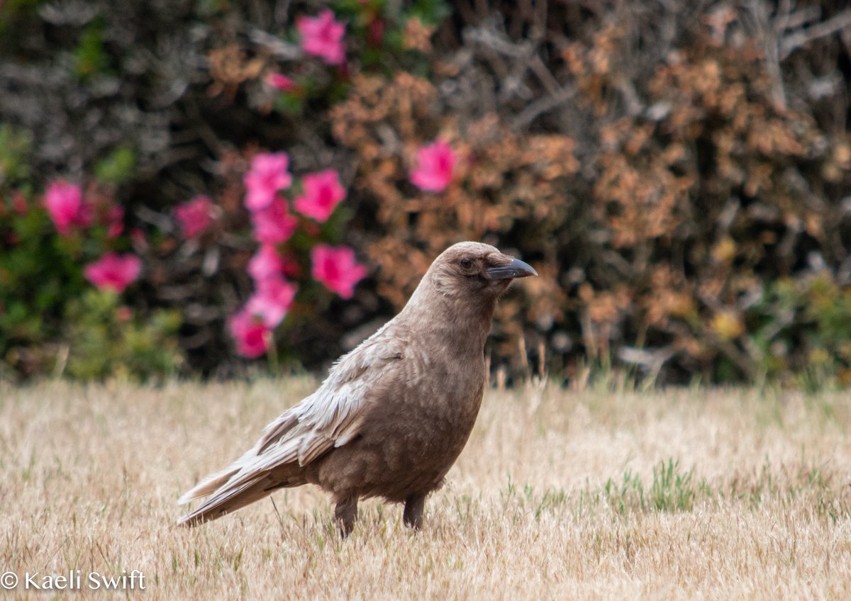 corvidresearch's tweet image. I spent some time with Ferdinand the other day, one of Seattle's "caramel crows" (an uncommon color abnormality we don't fully understand). 

It was time very well spent ❤️