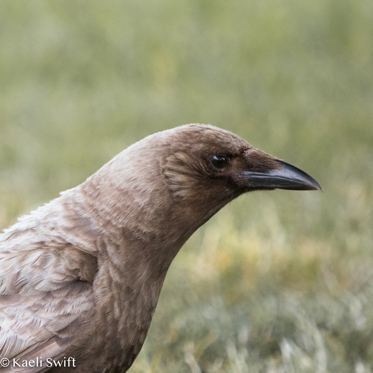 corvidresearch's tweet image. I spent some time with Ferdinand the other day, one of Seattle's "caramel crows" (an uncommon color abnormality we don't fully understand). 

It was time very well spent ❤️