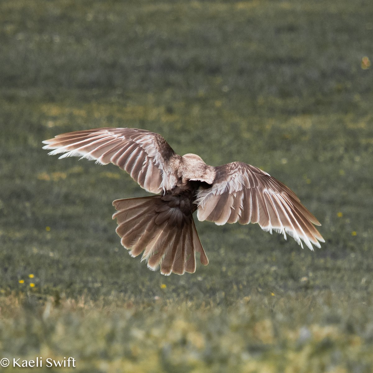 corvidresearch's tweet image. I spent some time with Ferdinand the other day, one of Seattle's "caramel crows" (an uncommon color abnormality we don't fully understand). 

It was time very well spent ❤️