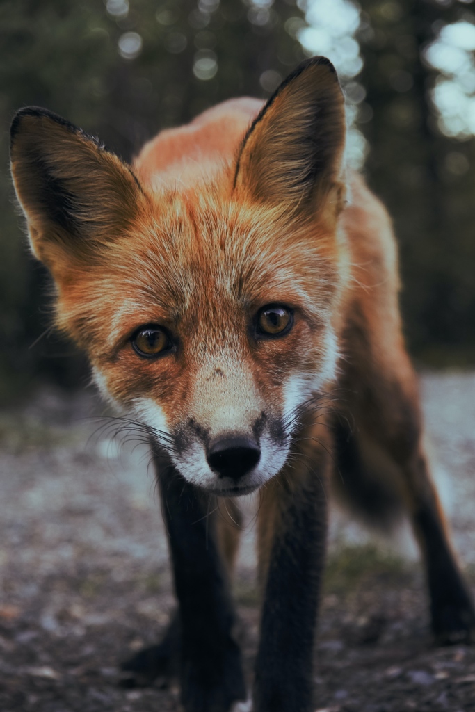 A curious red fox in Alaska has spotted the camera 👀