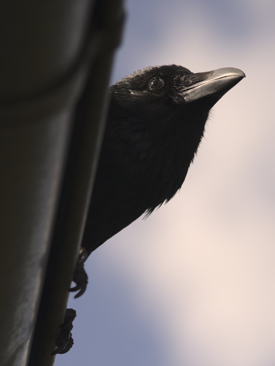 A few photos of Kräkrä (testing my new camera; still have to get comfortable with the new menus) #crow #corvid #teamcorvid #crowtherapy