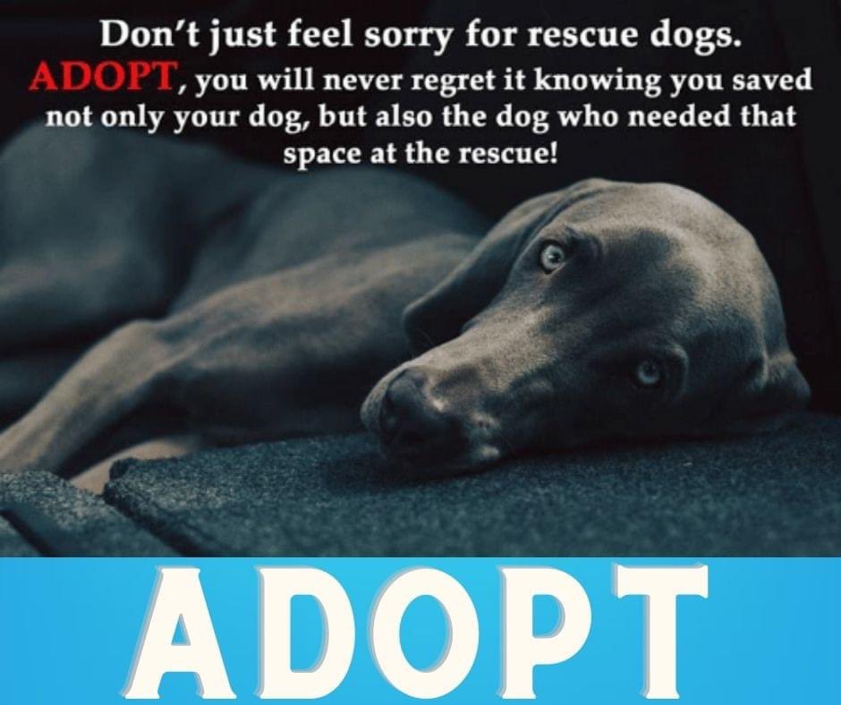 Rescue Dog Quotes