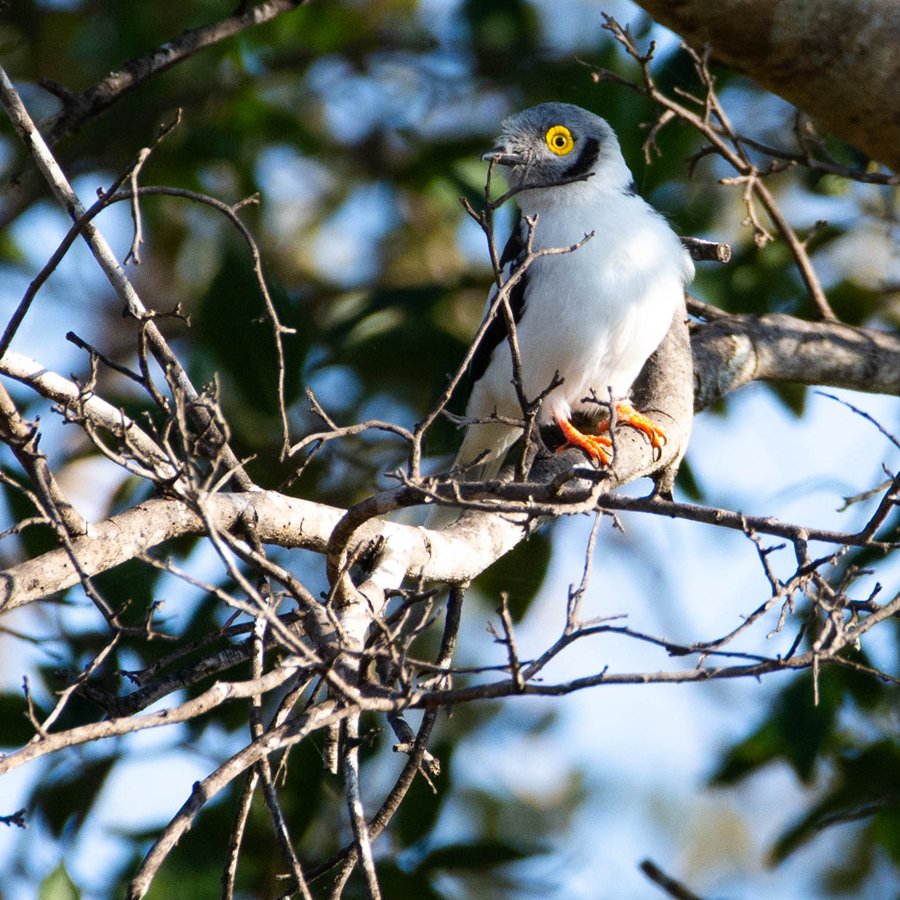 EcoTraining's tweet photo. #SundayBirdChallenge.
Can you tell us what this beautiful bird of Pridelands is called? 
📷 @christoffels_za
Drop us a comment below and let us know

#EcoTraining #EcoTrainingStudent #EcoTrainingCamp #Africa #TravelAfrica #Safari #Outdoors #FieldGuide #Guide #TourGuide #Study # https://t.co/gF2WCZZoUk
