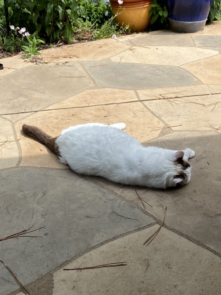 My gardening assistant assumes the horizontal as she supervises my outdoor work.