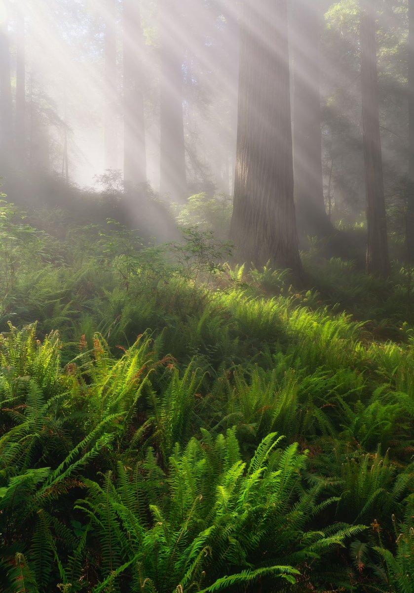 Enchanting morning I’m the Redwood forest #landscapephotography #redwood #redwoodnationalpark #California #SonyAlpha