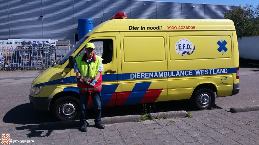 Westlanders.nu tweet media