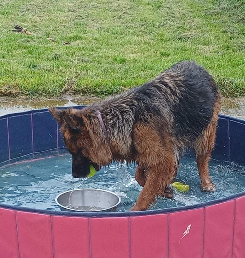 gsrescueelite's tweet photo. Meet new Pensioner On The Block Tara who is 9yrs old 😍  This lovely girl is still full of so much fun and has so much love to give even if she does go and roll in the grass after her bath 🤣
#dogs #germanshepherd #notts https://t.co/6bOCjCHQW5