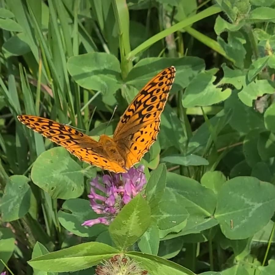 xina2's tweet photo. Saw these beauties last week at Pleasant Valley. @DiscoverMCCD #DiscoverMCCD #MCCDDiscovery https://t.co/4bDafOefaK