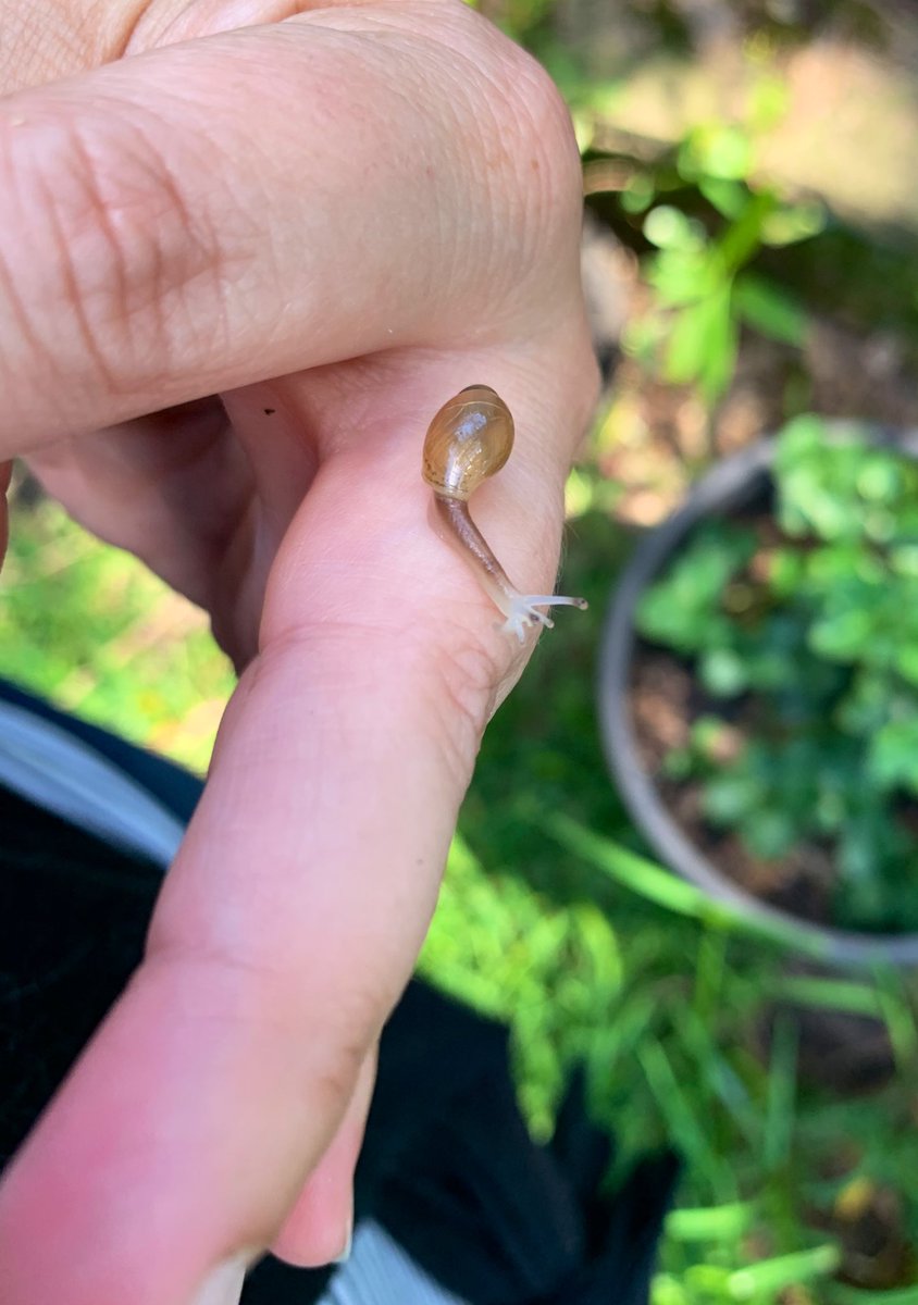 🌞🌺🐌💕
