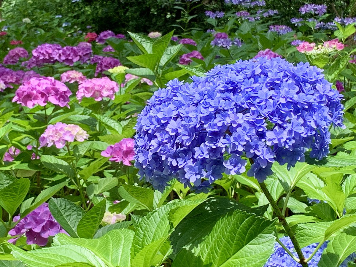 ট ইট র Cloudsailor 星羅の一日一花 アジサイ 紫陽花 花序が球形ですべて装飾花となった手まり咲きの紫陽花 さまざまな園芸品種を楽しむことができる なお アジサイ は有毒植物であるため切り花等で利用する際には取り扱いに注意が必要 アジサイ科 ট ইট র Cloudsailor 星羅の一日一花 アジサイ 紫陽花 花序が球形ですべて装飾花となった手まり咲きの紫陽花 さまざまな園芸品種を楽しむことができる なお アジサイ は有毒植物であるため切り花等で利用する際には取り扱いに注意が必要 アジサイ科