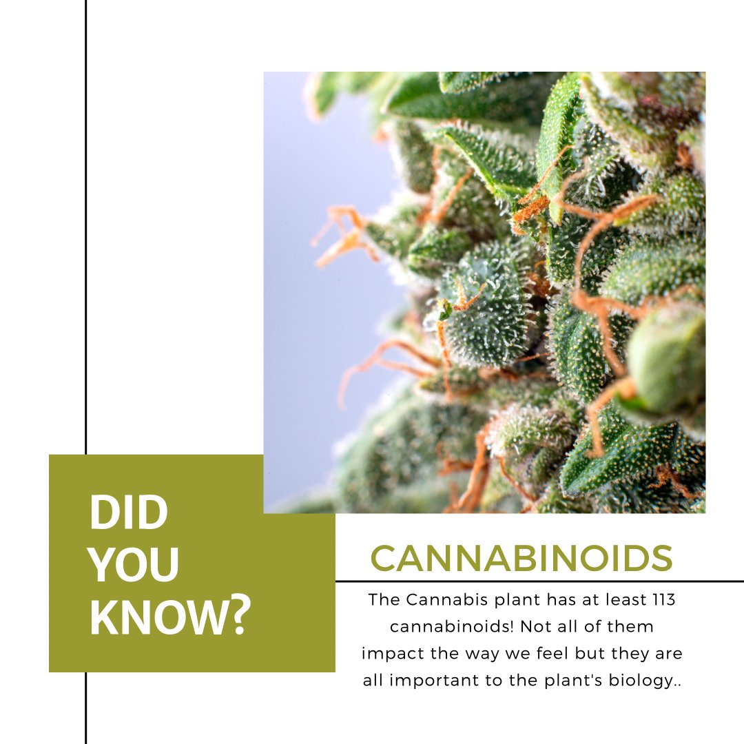 Sunday Trivia Time❗️

Did you know that *at least* 113 cannabinoids have been isolated from cannabis?

THCA and CBDA are usually the most abundant cannabinoids and they are precursors to THC and CBD.

THC is the most psychoactive while some are not psychoactive at all.