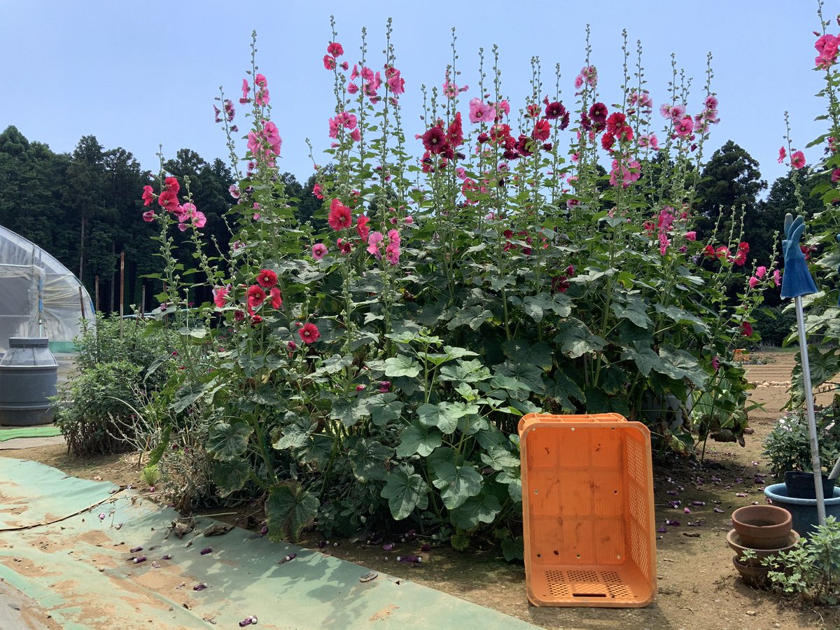 タネのハシモト على تويتر 高さ2mまで伸びるホリホック タチアオイ 3種類の色を見つけました 綺麗です ホリホック タチアオイ 花 夏花 庭先 多年草