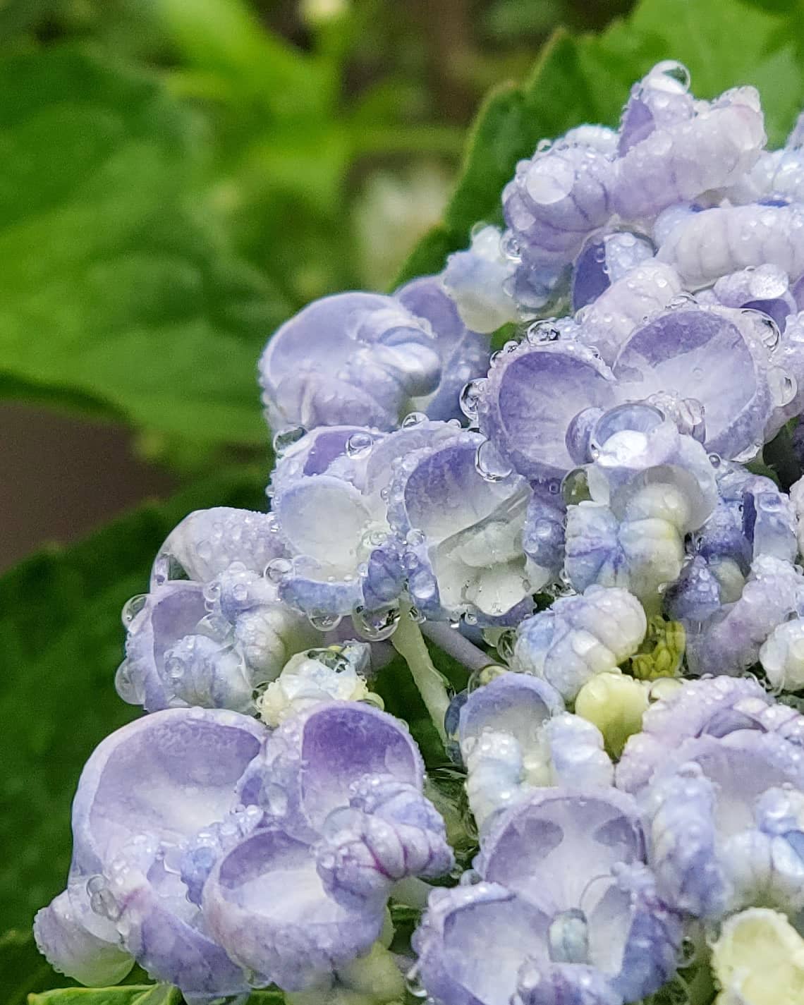K K 雨を纏ったお多福紫陽花 紫陽花には雨粒が似合う 紫陽花 あじさい アジサイ お多福紫陽花 オタフクアジサイ 渦紫陽花 ウズアジサイ うずあじさい おかめあじさい オカメアジサイ Hydrangea 雨粒 Raindrops Waterdrops 花のある風景