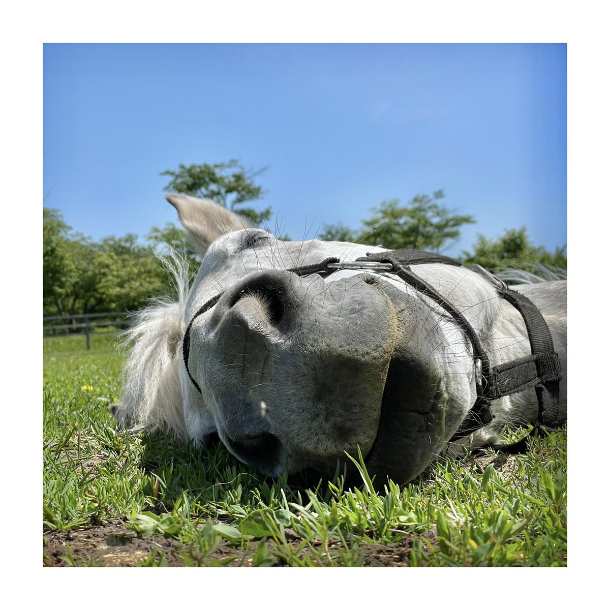 あの歌のような風景の中、幸せそうに爆睡するマリンちゃん💤 