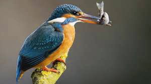 rinnerron1's tweet photo. Wer kümmert sich nun um die vergifteten Fliessgewässer im Mittelland? Wir Gewässer-Pächter sind raus. Es ist vorbei 🐟☠️#2xJa #lebenstattgift #twi #sfv #sbv https://t.co/zkXnrKsfXQ