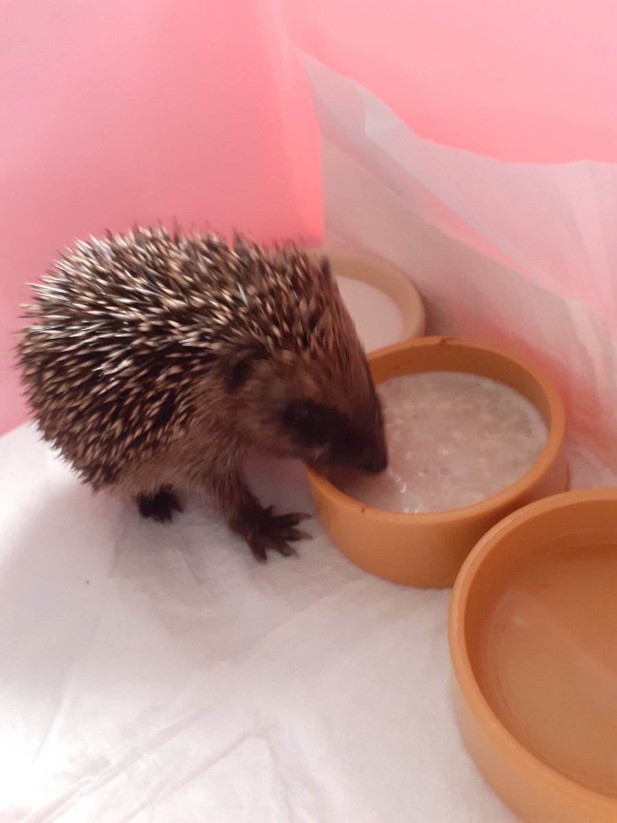 AndHoglets's tweet image. SPIKE