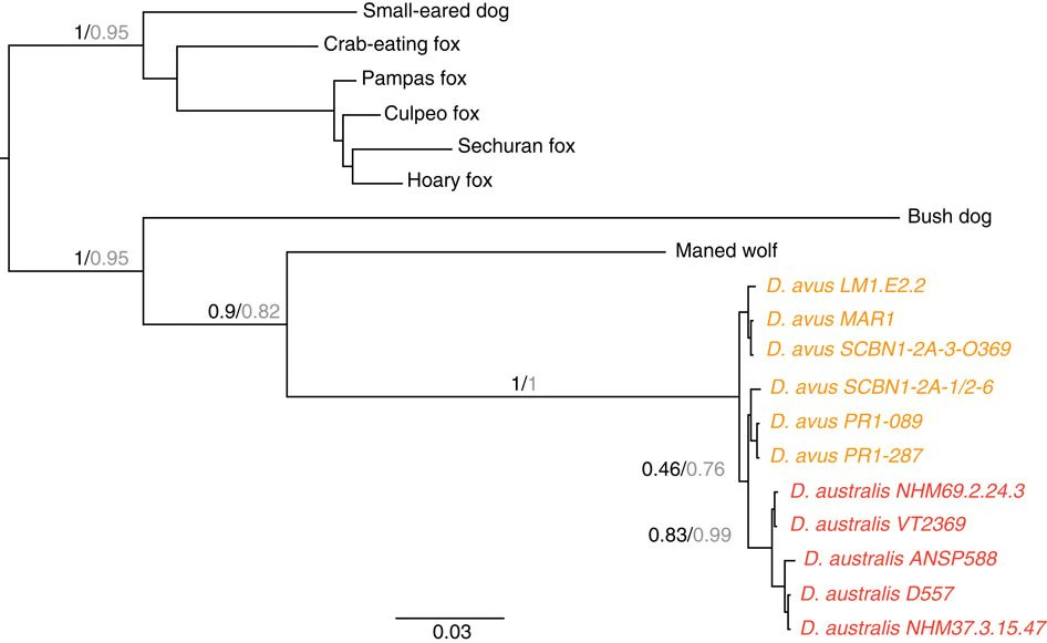 SatanLate's tweet photo. The Falkland Islands #warrah (Dusicyon australis) that went extinct in 1876 CE and its larger South American mainland counterpart D. avus, only diverged 8-31 kya (likely 16). A 2013 mitochondrial DNA study shows D. avus is paraphyletic, rendering them synonyms under D. australis. https://t.co/WwCe0RgDZy