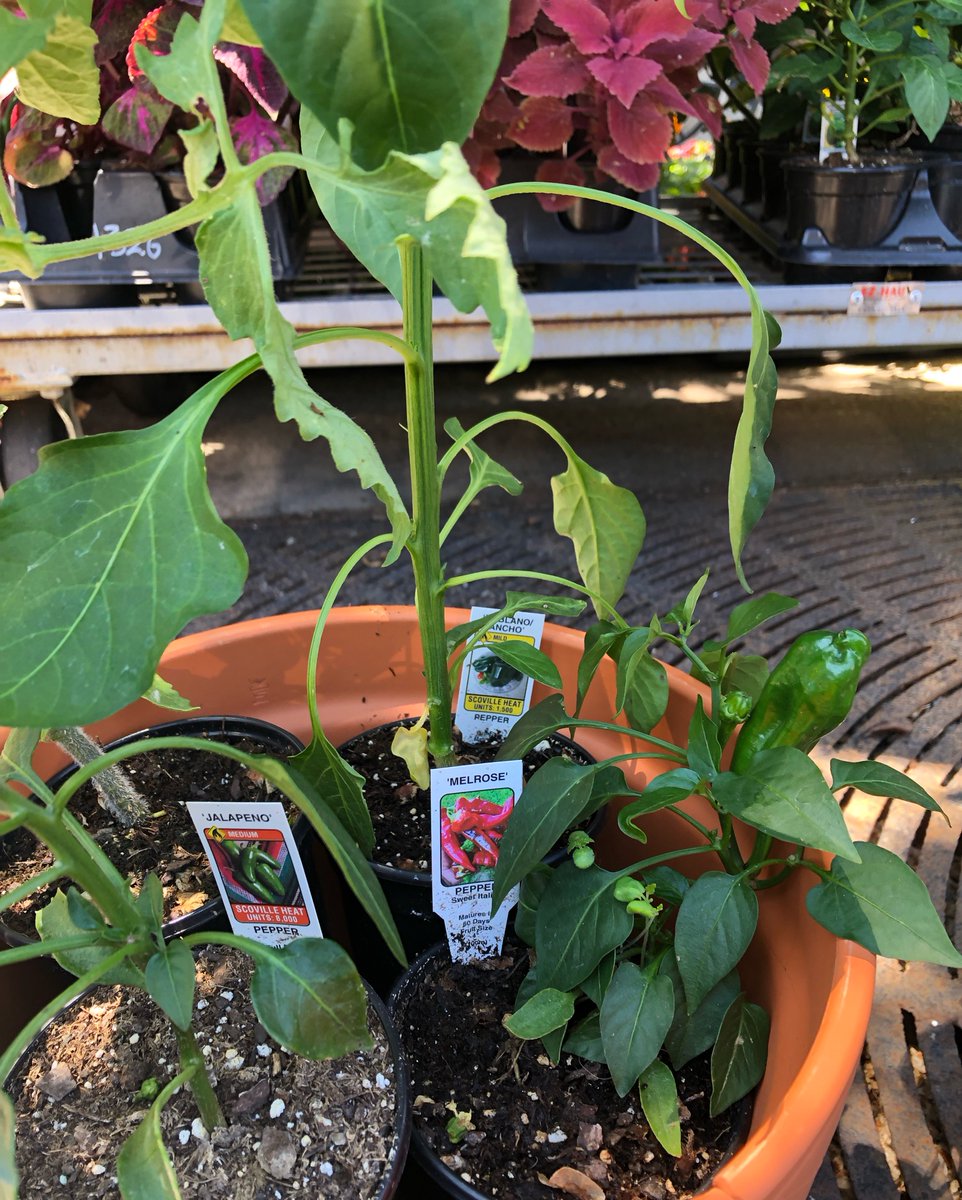 Outdoor plant sale! Buy a pot, get one free outdoor plant. Perfect time to start your balcony veggie and herb garden. Maybe cool off with some peppers?