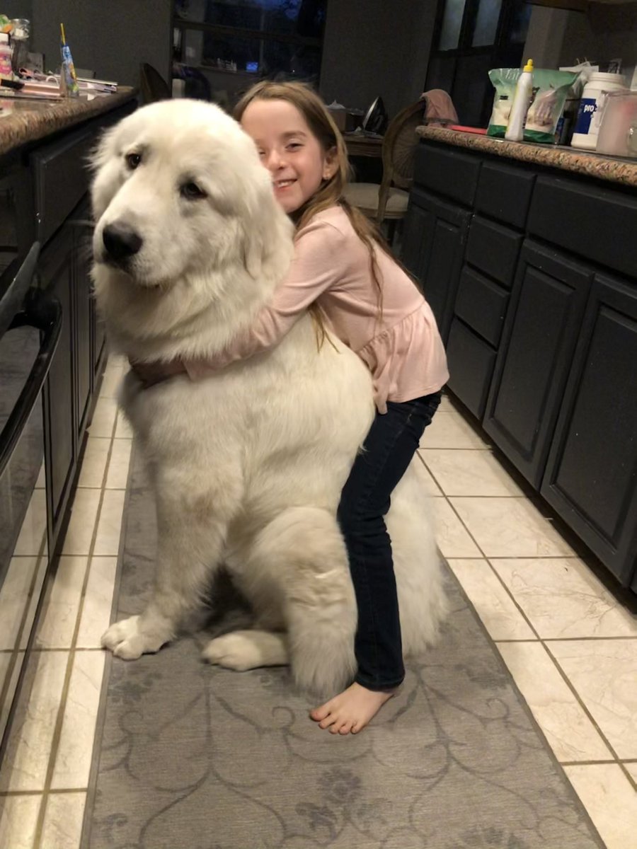 GilroyCori's tweet photo. Watching the @WKCDOGS •excited to see our favorite #workinggroup breed, the #greatpyrenees • meet our beautiful 1 year old great pyr Everest, who protects the precious endangered wildlife that I raise• #EverestTheGreatPyrenees #BestAtHomeContest https://t.co/lllbMctw54