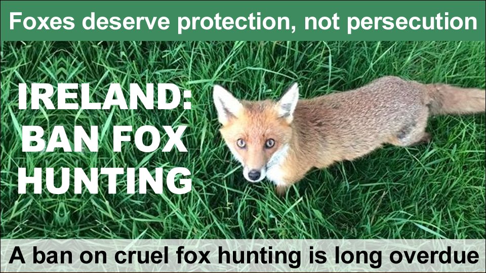 Ban Blood Sports (@banbloodsports) on Twitter photo It's time for the Irish Government to ban cruel foxhunting. There should be no place in modern #Ireland for this barbaric activity which sees foxes chased to exhaustion and torn apart by packs of hounds. RT to tell <a href="/MichealMartinTD/">Micheál Martin</a> <a href="/LeoVaradkar/">Leo Varadkar</a> <a href="/McConalogue/">Charlie McConalogue</a> to #BanFoxHunting 💚🦊 It's time for the Irish Government to ban cruel foxhunting. There should be no place in modern #Ireland for this barbaric activity which sees foxes chased to exhaustion and torn apart by packs of hounds. RT to tell <a href="/MichealMartinTD/">Micheál Martin</a> <a href="/LeoVaradkar/">Leo Varadkar</a> <a href="/McConalogue/">Charlie McConalogue</a> to #BanFoxHunting 💚🦊