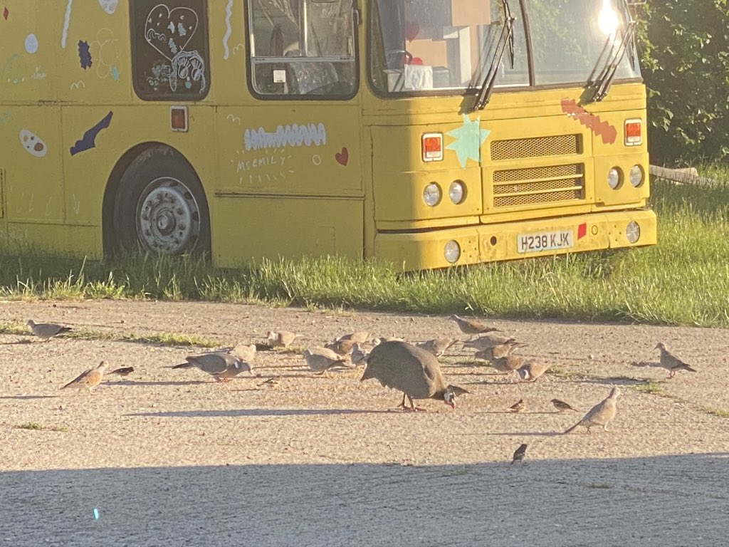 Ok so off topic, but on the eco front we’re really happy to be working with the <a href="/SaveTurtleDoves/">Operation Turtle Dove</a> <a href="/RSPBEngland/">RSPB England</a> <a href="/NaturalEngland/">Natural England</a> <a href="/kentdowns6/">Dan Tuson</a>. There are 6 turtle doves in this photo with many more in the trees. <a href="/ChrisGPackham/">Chris Packham</a>  #turtledove #operationturtledove #rspb