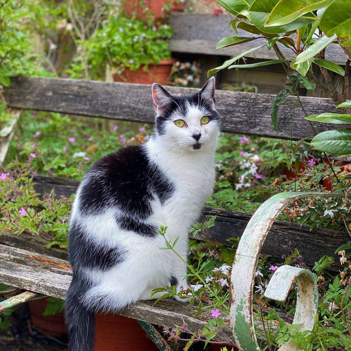 The Postmodern Cat tweet media