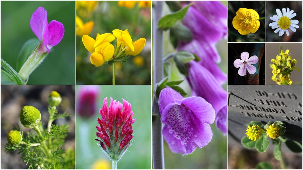 The highlight of my summer weekend! Exploring #IndustrialParks nr #Eccleshall in #Staffordshire with Mum for #wildflowerhour: common vetch, birdsfoot trefoil, foxglove, creeping buttercup, scentless mayweed, herbrobert, wintercress, pineapple weed, crimson clover & hop trefoil 😁