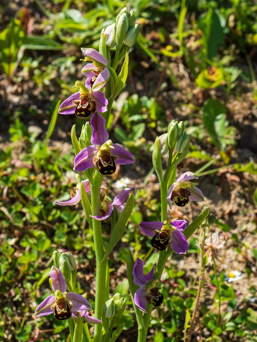 Never have I seen so many Bee Orchids than at Trago Mills this year (nr. Newton Abbot, Devon).  Situated more or less under electricity pylons and just yards from the A38 Devon Expressway. I think this counts for #IndustrialParks #WildFlowerHour