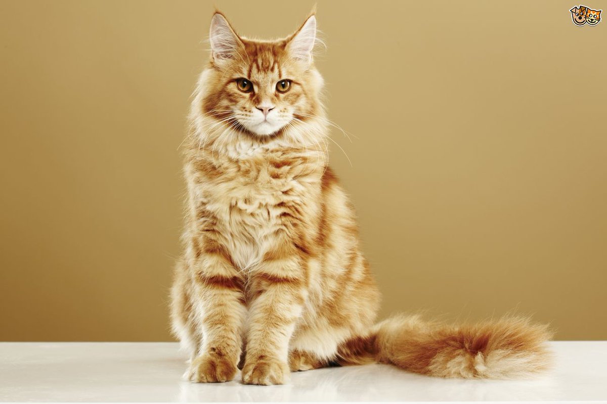 lover_mainecoon's tweet photo. So Cute❤️❤️❤️❤️
.
#mainecoone #mainecooncat #mainecoonkittens #mainecoonkitten #mainecoons #cat #kittycat #cats #mainecoon #pet #kittens #kittens_of_world https://t.co/uYZpMC9Asl
