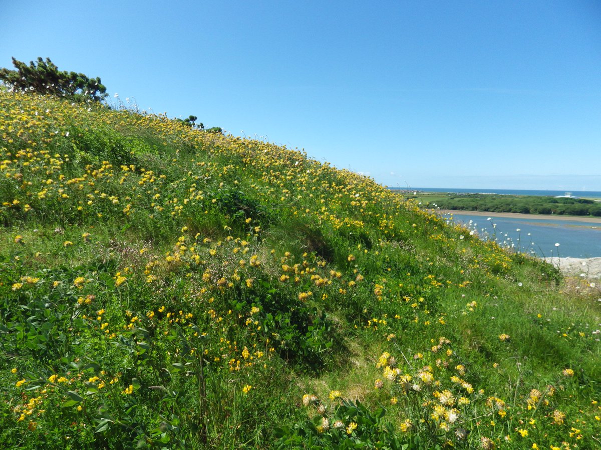 Amazing number of Bee orchids at Ormsgill Slag Banks yesterday, plenty of kidney vetch and bird's-foot-trefoil too #wildflowerhour #IndustrialParks