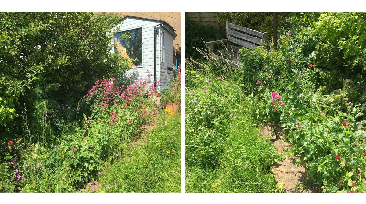 Some may think that our wild urban garden is an unsightly mess, but it’s bursting with flowers & the buzz & scuttle of insects & I love it! #rewild #urbanwildlife #naturegarden #gowild #springwatch #nomow