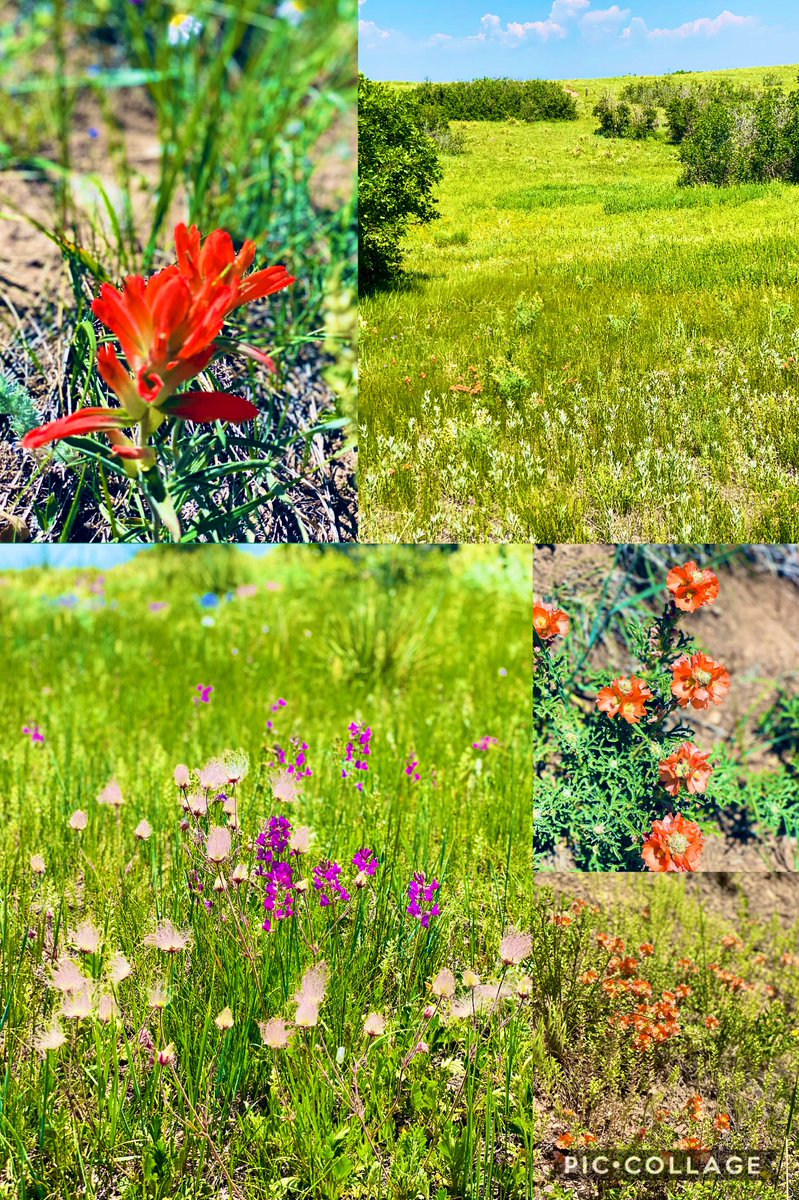 kinnu3's tweet image. Wild flowers on the hike today!! #coloradotrails #wildflowers #hiking