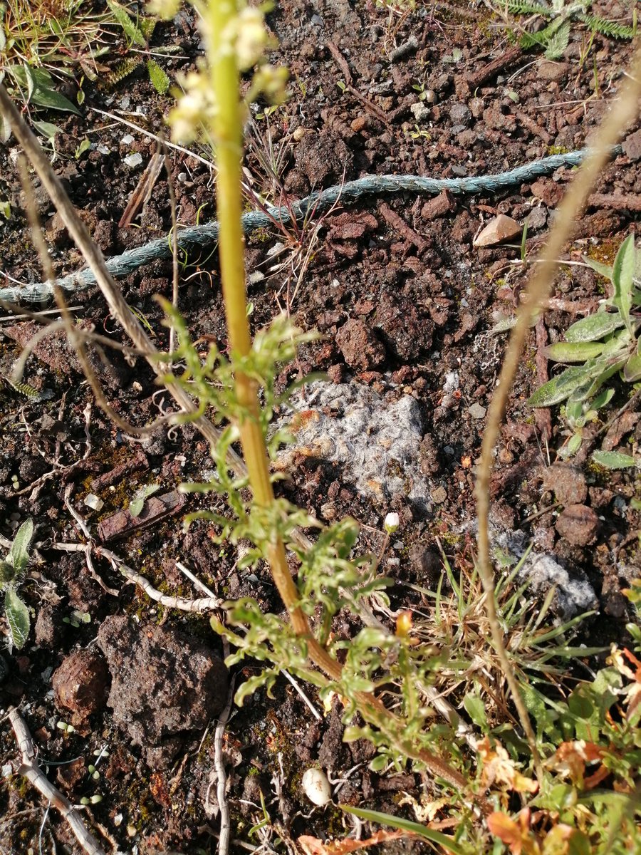 Wild mignonette growing in soil impregnated with rusting metal on a former factory site in Llanelli,South Wales.#IndustrialParks