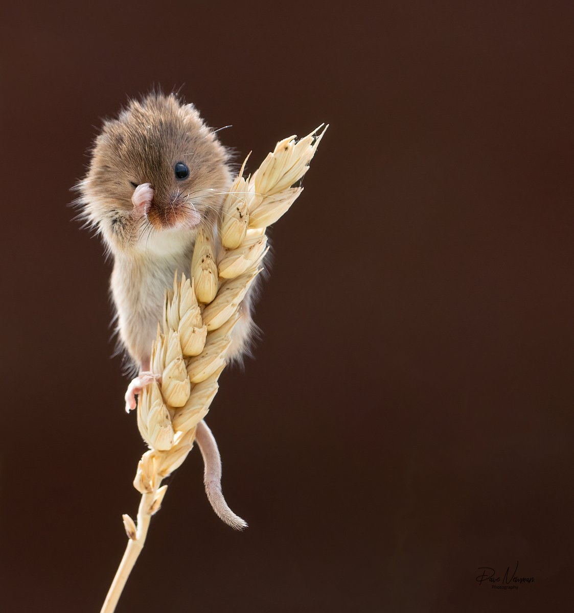 Click full - Just one little tired #harvest #Mouse what a cutie #nature #wildlifephotography #lincolnshire #SonyAlpha #wild #tiny #mice #TwitterNatureCommunity #Twitter #TwitterFamily #naturelover #wildlife #sleepy #BBCCountryfileMagPOTD